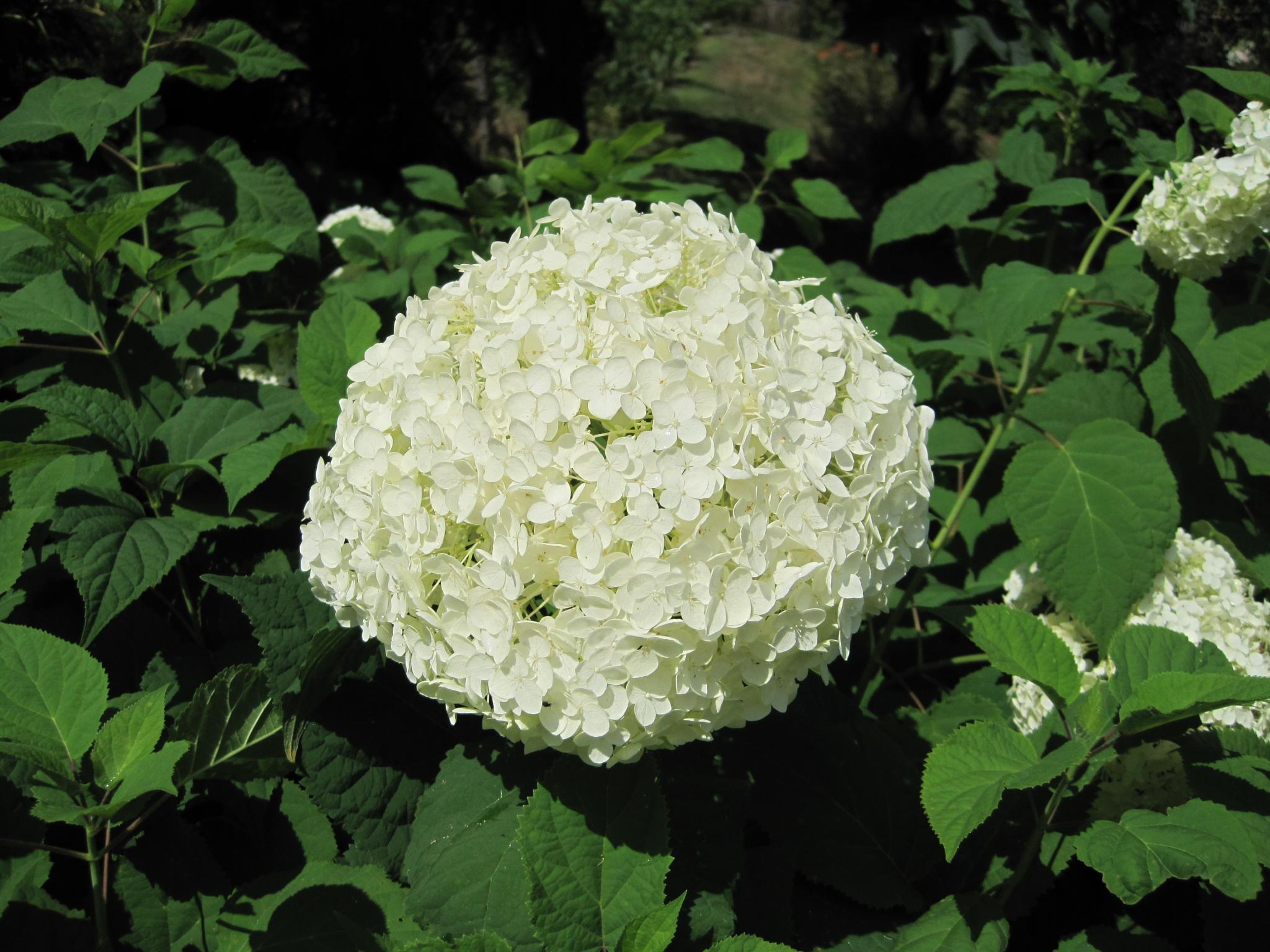 Why Are My Hydrangeas Not Blooming? | Almanac.com